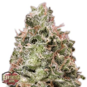 Waist Deep Auto Feminised Seeds-HWS-WD-AUTO-Fem
