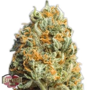 Fully Loaded Auto Feminised Seeds-HWS-FULL-AUTO-Fem