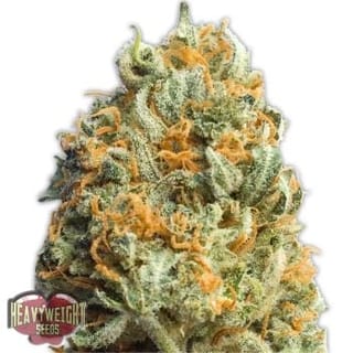 Fully Loaded Auto Feminised Seeds-HWS-FULL-AUTO-Fem