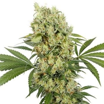 Medikit CBD Feminised Seeds-BS-MK-Fem
