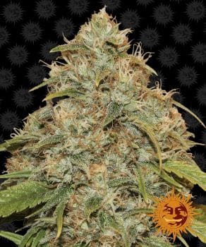 Lemon Potion CBD Auto Feminised Seeds-BFSLP-CBD-AUTO-Fem