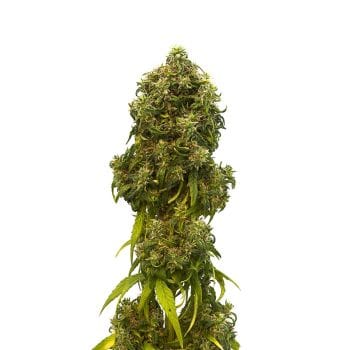 Swiss Dream CBD Auto Feminised Seeds-KBSDCBDA