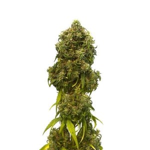 Swiss Dream CBD Auto Feminised Seeds-KBSDCBDA