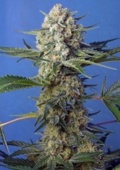Crystal Candy F1 Fast Feminised Seeds-SS-CRSTLC-FAST-Fem