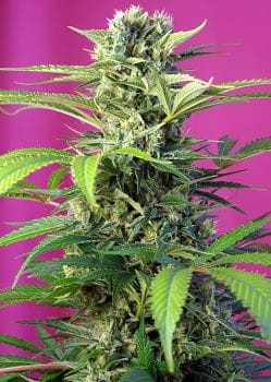 Chem Beyond Diesel CBD Feminised Seeds-SS-CHBD-CBD-Fem