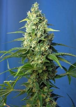 Honey Peach CBD Auto Feminised Seeds-SS-HP-CBD-AUTO-Fem