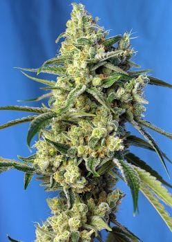 Sweet Amnesia Haze Feminised Seeds-SS-SAH-Fem