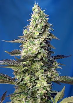 Green Poison XL Auto Feminised Seeds-SS-GPXL-AUTO-Fem