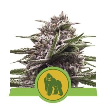 Royal Gorilla Auto Feminised Seeds-RQS-RGRL-AUTO-Fem