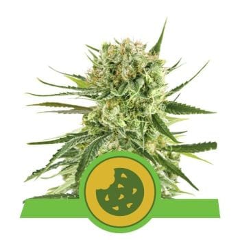 Royal Cookies Auto Feminised Seeds-RQS-RCOK-AUTO-Fem