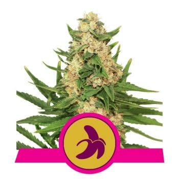 Fat Banana Feminised Seeds-RQS-FATBAN-Fem