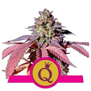 Purple Queen Feminised Seeds-RQS-PQ-Fem