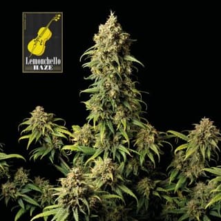 Lemonchello Haze Feminised Seeds-SMANLH