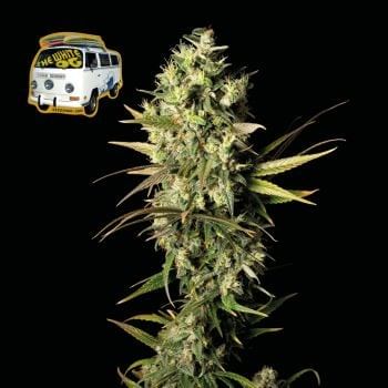 The White OG Feminised Seeds-SMANTWR