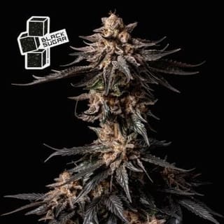 Black Sugar Feminised Seeds-SMANBLS