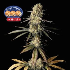 Cream & Cheese CBD 1:1 Feminized Seeds-SMANCCCBD