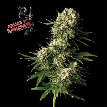 Bruce Banger Feminised Seeds-SMANBB