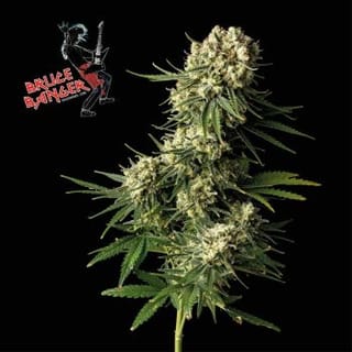 Bruce Banger Feminised Seeds-SMANBB