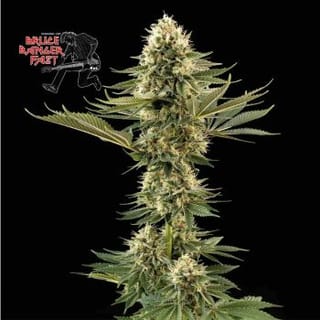 Bruce Banger Fast Feminised Seeds-SMANBBFAST