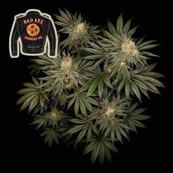 Badazz Cookies OG Feminised Seeds-SMANBCOG