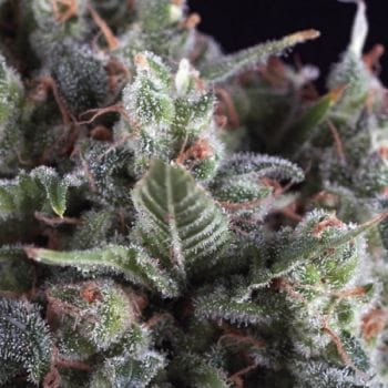 Olympia Feminised Seeds-PYR-OLY-FEM