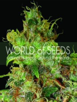 Northern Light x Skunk Feminised Seeds-WOS-NLSK-Fem