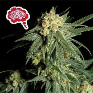Amnesia Fast Feminized Seeds-SMANAMNSFAST