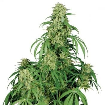 Calamity Jane Auto Feminised Seeds-BS-CALJ-FEM