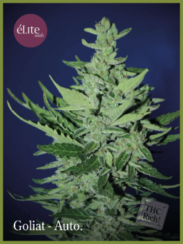 Goliath Auto Feminised Seeds-EL-GOL-AUTO-FEM