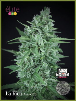 La Rica CBD Auto Feminised Seeds-EL-RICA-CBD-AUTO-FEM