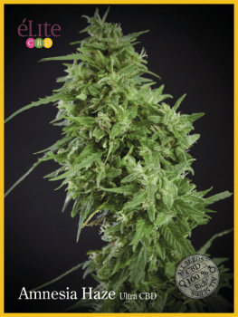 Amnesia Haze Ultra CBD Feminised Seeds-EL-AMH-ULTRA-CBD-FEM