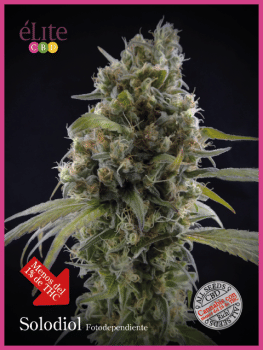 Solodiol Classic CBD Feminised Seeds-EL-SOLO-CBD-FEM