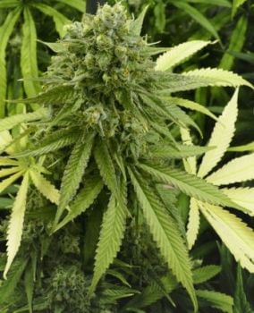 CBD Auto Feminised Seeds-PHNX-CBD-AUTO-FEM