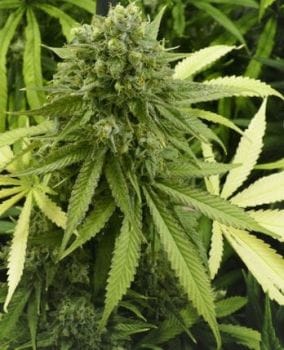 CBD Auto Feminised Seeds-PHNX-CBD-AUTO-FEM