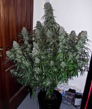 Quick Flowering THC Feminised Seeds-PHNX-QFTHC-FEM
