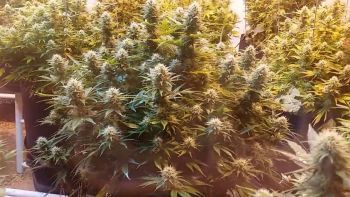 Super Kush Feminised Seeds-PHNX-SK-FEM