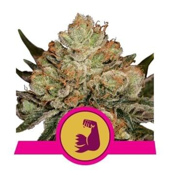 HulkBerry Feminized Seeds-RQS-HULK-FEM
