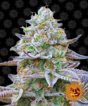 Gorilla Zkittlez Feminised Seeds-BFSGZK-Fem