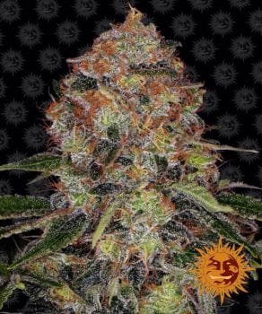 Shiskaberry Feminised Seeds-BFSSHKB-Fem