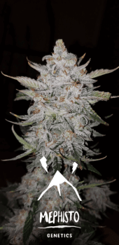 Forum Stomper Auto Feminised Seeds-MEPH-FORSTOMP-AUTO-FEM