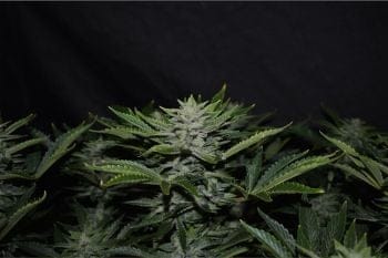 Orange Diesel Auto Feminised Seeds-MEPH-ORADIES-AUTO-FEM