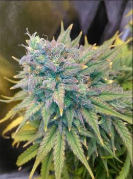 Gold Glue Auto Feminised Seeds-MEPH-GOLGLU-AUTO-FEM