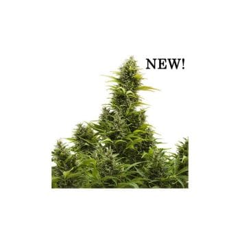 Medikit CBD Auto Feminised Seeds-BS-MK-AUTO-FEM