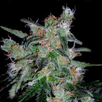60 Day Lemon Auto Feminised Seeds-DNA-60DLEM-AUTO-FEM