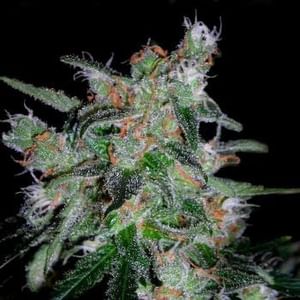 60 Day Lemon Auto Feminised Seeds-DNA-60DLEM-AUTO-FEM