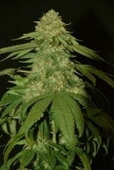 Holy Grail Kush Feminised Seeds-DNA-HGRK-FEM