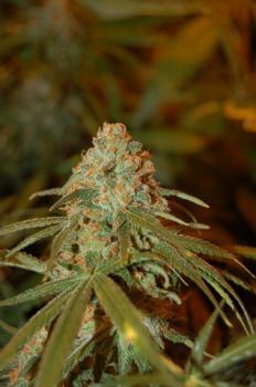 Lemon Skunk Feminised Seeds-DNA-LSK-FEM