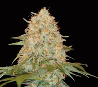 LA Chocolat Feminised Seeds-DNA-LACHOC-FEM