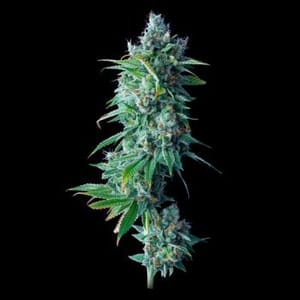 24K Gold Feminised Seeds-DNA-24KG-FEM