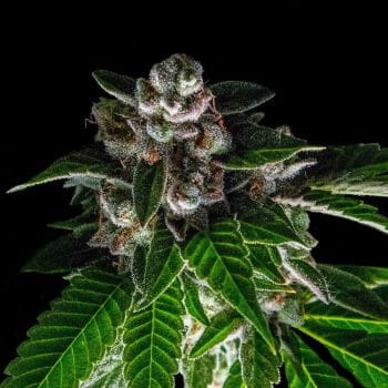 Bakers Delight Feminised Seeds (Sorbet Collection)-DNA-BAKDEL-FEM